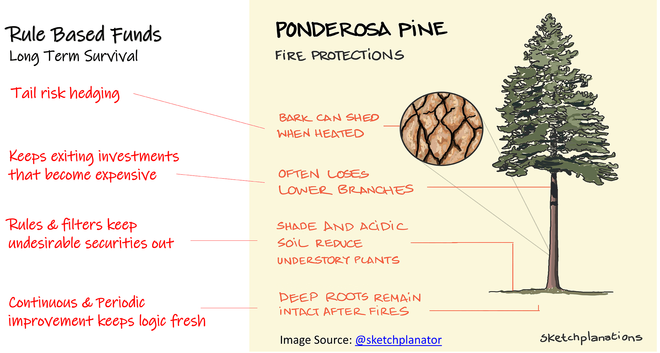 Rules Based Funds Are The Ponderosa Pine